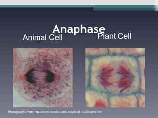 Anaphase Animal Cell Plant Cell Photographs from: http://www.bioweb.uncc.edu/biol1110/Stages.htm 