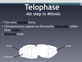 Telophase  4th s tep in Mitosis Two new  nuclei  form.   Chromosomes appear as chromatin  (threads  rather than  rods). Mitosis  ends. Nuclei Nuclei Chromatin 