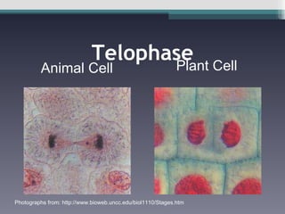 Telophase Animal Cell Plant Cell Photographs from: http://www.bioweb.uncc.edu/biol1110/Stages.htm 