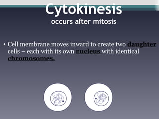 Cytokinesis occurs after mitosis   Cell membrane moves inward to create two  daughter  cells – each with its own  nucleus  with identical  chromosomes. 