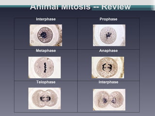 Animal Mitosis -- Review Interphase                                                                  Prophase                                                                  Metaphase                                                                  Anaphase                                                                  Telophase                                                                  Interphase                                                                 