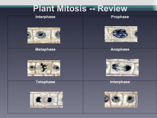 Plant Mitosis -- Review Interphase                                                                 Prophase                                                                 Metaphase                                                                 Anaphase                                                                 Telophase                                                                 Interphase                                                                 