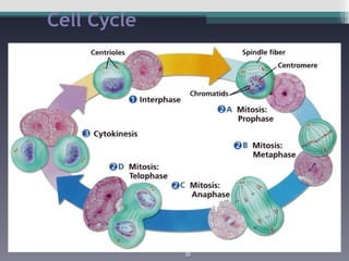 Cell Cycle 