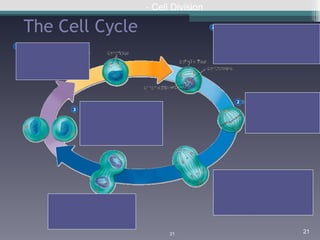 The Cell Cycle - Cell Division 