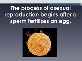 The process of asexual reproduction begins after a sperm fertilizes an egg. 