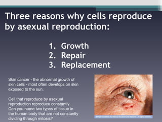 Three reasons why cells reproduce by asexual reproduction:   1.  Growth   2.  Repair   3.  Replacement Skin cancer - the abnormal growth of skin cells - most often develops on skin exposed to the sun.  Cell that reproduce by asexual reproduction reproduce constantly.  Can you name two types of tissue in the human body that are not constantly dividing through mitosis?  