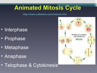 Animated Mitosis Cycle http://www.cellsalive.com/mitosis.htm Interphase Prophase Metaphase Anaphase Telophase & Cytokinesis 