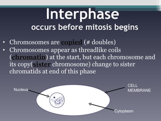 Interphase  occurs before mitosis begins Chromosomes are  copied  (# doubles) Chromosomes appear as threadlike coils ( chromatin ) at the start, but each chromosome and its copy( sister  chromosome) change to sister chromatids at end of this phase CELL MEMBRANE Nucleus Cytoplasm 
