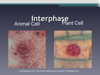 Interphase Animal Cell Plant Cell Photographs from: http://www.bioweb.uncc.edu/biol1110/Stages.htm 