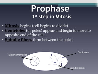 Prophase  1 st  step in Mitosis Mitosis  begins (cell begins to divide) Centrioles   (or poles) appear and begin to move to opposite end of the cell.  Spindle fibers  form between the poles. Centrioles Sister chromatids Spindle fibers 