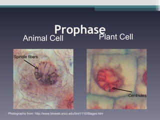 Prophase Animal Cell Plant Cell Photographs from: http://www.bioweb.uncc.edu/biol1110/Stages.htm Spindle fibers Centrioles 