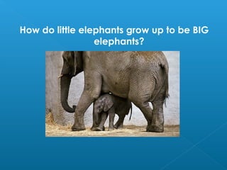 How do little elephants grow up to be BIG
elephants?

 