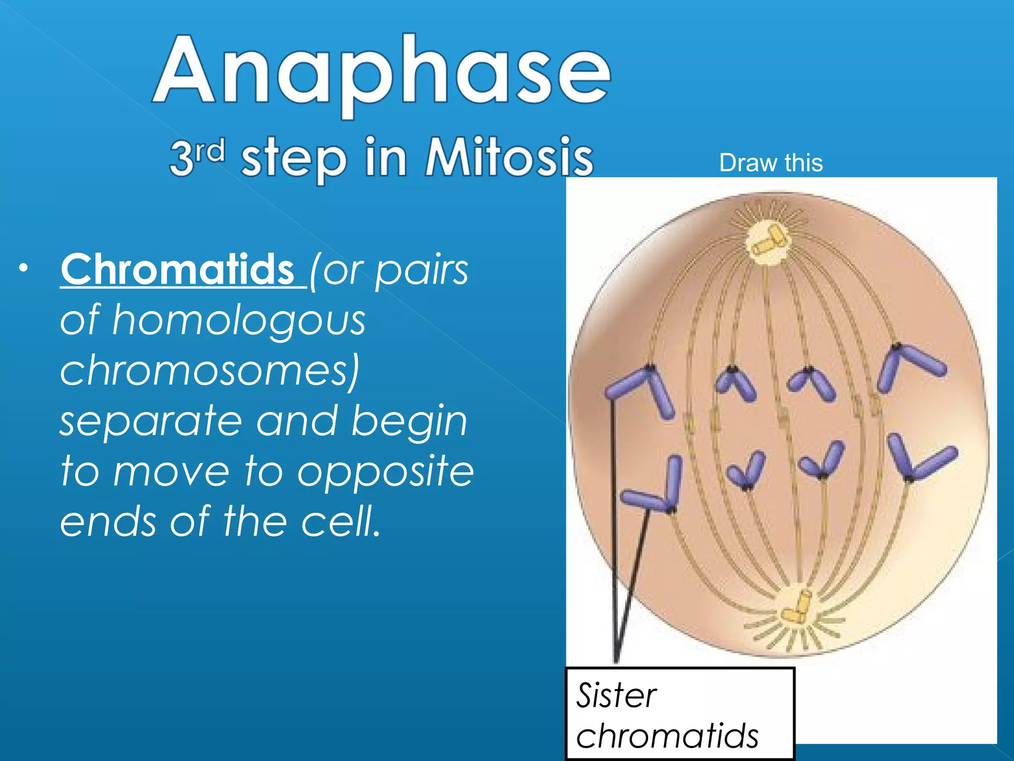 Mitosis Notes 7th grade level | PPT