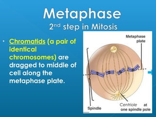 Animal Cell Plant Cell
Photographs from: http://www.bioweb.uncc.edu/biol1110/Stages.htm
Spindle fibers
Centrioles
 