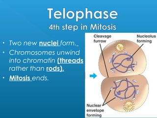  What are the
steps of
mitosis?
 What is the
spaghetti –like
DNA called?
 What is the
coiled,
bundled DNA
called?
 