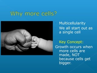 How do little elephants grow up to be BIG
elephants?
 