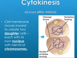 Animal Cell Plant Cell
Photographs from: http://www.bioweb.uncc.edu/biol1110/Stages.htm
 