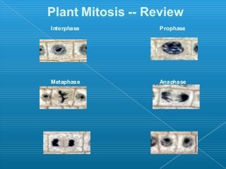 Plant Mitosis -- Review
Interphase Prophase
Metaphase Anaphase
Telophase Interphase
 
