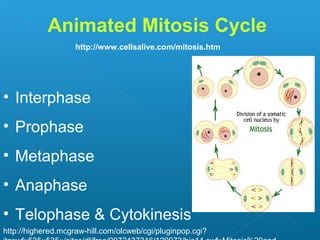  What are the three phases of
Interphase?
 What happens during G1 phase?
 What happens during S phase?
 What happens during G2 phase?
 
