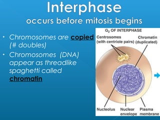  What is binary
fission?
 Why does the
DNA need to
move to
either side of
the cell
before the
cell divides?
 
