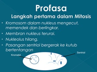 •
•
•
•

Kromosom dalam nukleus mengecut,
memendek dan berlingkar.
Membran nukleus terurai.
Nukleolus hilang.
Pasangan sentriol bergerak ke kutub
bertentangan
Kromatid

Sentriol

 