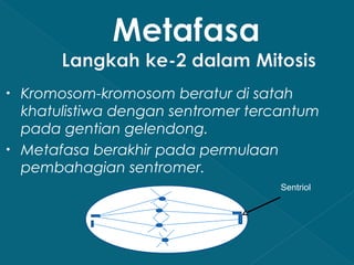 •

•

Kromosom-kromosom beratur di satah
khatulistiwa dengan sentromer tercantum
pada gentian gelendong.
Metafasa berakhir pada permulaan
pembahagian sentromer.
Sentriol

 
