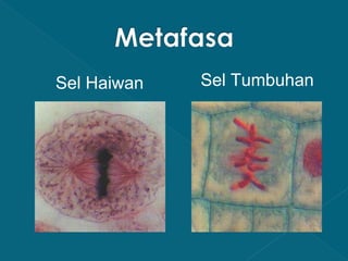 Sel Haiwan

Sel Tumbuhan

 