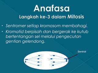 •
•

Sentromer setiap kromosom membahagi.
Kromatid berpisah dan bergerak ke kutub
bertentangan sel melalui pengecutan
gentian gelendong.
Sentriol

 