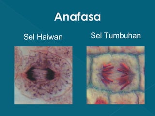 Sel Haiwan

Sel Tumbuhan

 
