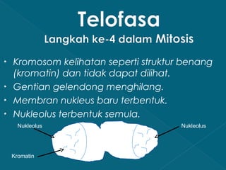 •
•
•
•

Kromosom kelihatan seperti struktur benang
(kromatin) dan tidak dapat dilihat.
Gentian gelendong menghilang.
Membran nukleus baru terbentuk.
Nukleolus terbentuk semula.
Nukleolus

Kromatin

Nukleolus

 
