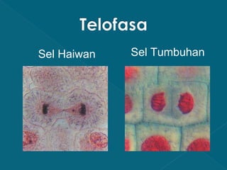 Sel Haiwan

Sel Tumbuhan

 