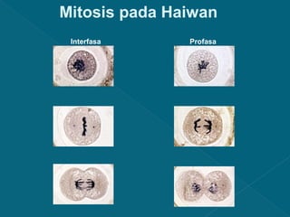 Mitosis pada Haiwan
Interfasa

Profasa

Metafasa

Anafasa

Telofasa

Sitokinesis

 