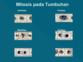 Mitosis pada Tumbuhan
Interfasa

Profasa

Metafasa

Anafasa

Telofasa

Sitokinesis

 