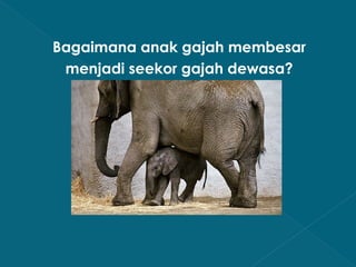 Bagaimana anak gajah membesar
menjadi seekor gajah dewasa?

 
