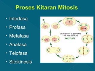 Proses Kitaran Mitosis
•

Interfasa

•

Profasa

•

Metafasa

•

Anafasa

•

Telofasa

•

Sitokinesis

 