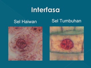 Sel Haiwan

Sel Tumbuhan

 