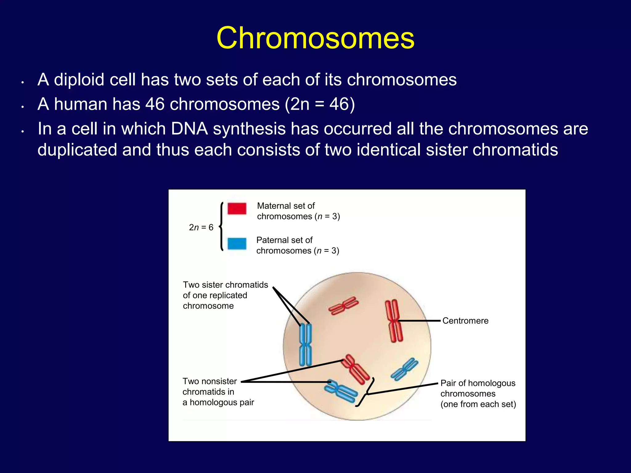 Chromosomes
• A diploid cell has two sets of each of its chromosomes
• A human has 46 chromosomes (2n = 46)
• In a cell in which DNA synthesis has occurred all the chromosomes are
duplicated and thus each consists of two identical sister chromatids
Maternal set of
chromosomes (n = 3)
Paternal set of
chromosomes (n = 3)
2n = 6
Two sister chromatids
of one replicated
chromosome
Two nonsister
chromatids in
a homologous pair
Pair of homologous
chromosomes
(one from each set)
Centromere
 