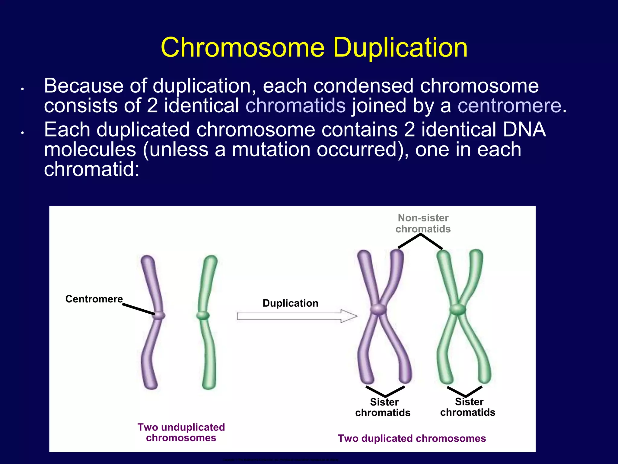 • Because of duplication, each condensed chromosome
consists of 2 identical chromatids joined by a centromere.
• Each duplicated chromosome contains 2 identical DNA
molecules (unless a mutation occurred), one in each
chromatid:
Chromosome Duplication
Copyright © The McGraw-Hill Companies, Inc. Permission required for reproduction or display.
Two unduplicated
chromosomes
Centromere
Sister
chromatids
Sister
chromatids
Duplication
Non-sister
chromatids
Two duplicated chromosomes
 