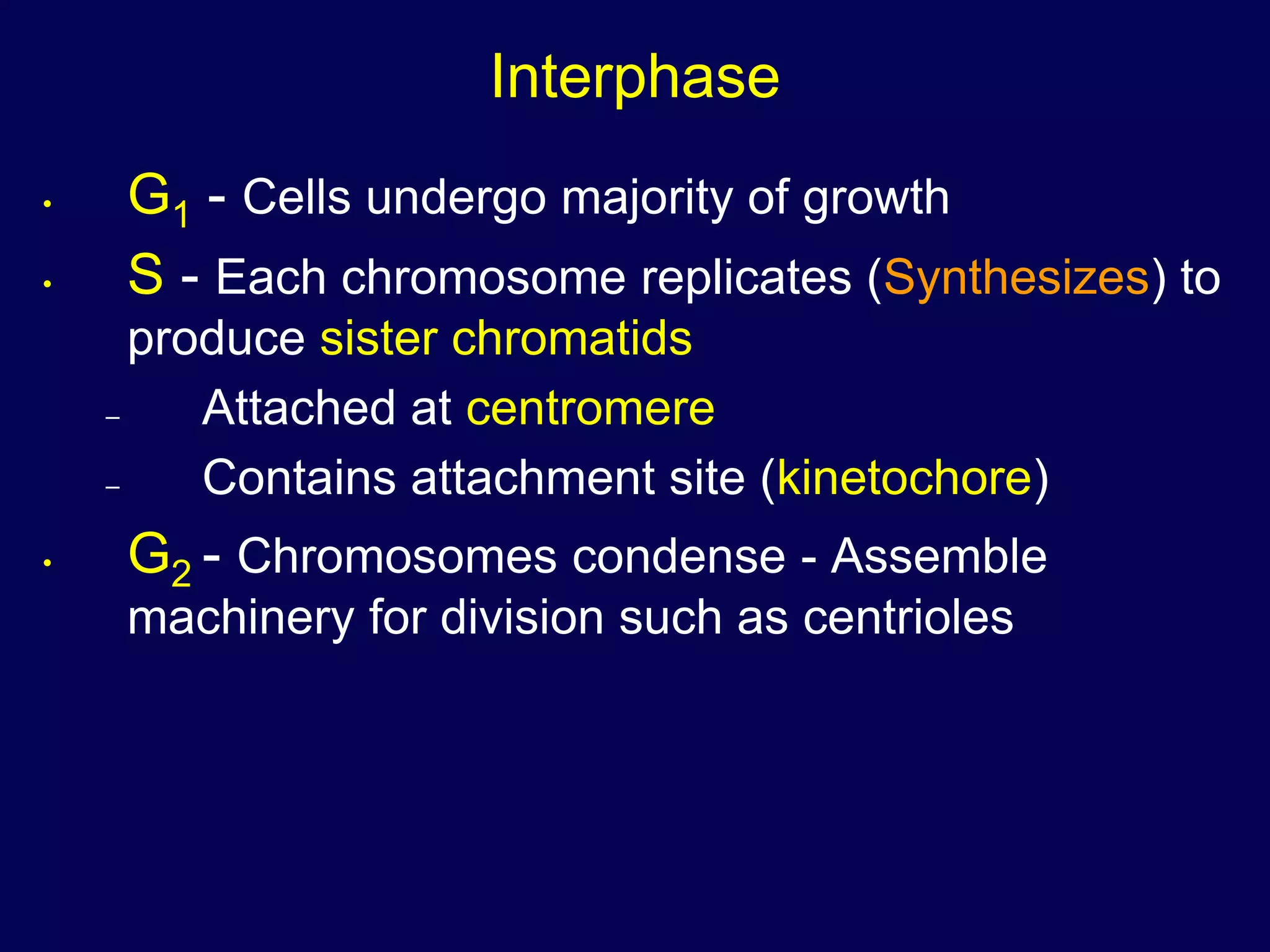 Interphase
• G1 - Cells undergo majority of growth
• S - Each chromosome replicates (Synthesizes) to
produce sister chromatids
– Attached at centromere
– Contains attachment site (kinetochore)
• G2 - Chromosomes condense - Assemble
machinery for division such as centrioles
 