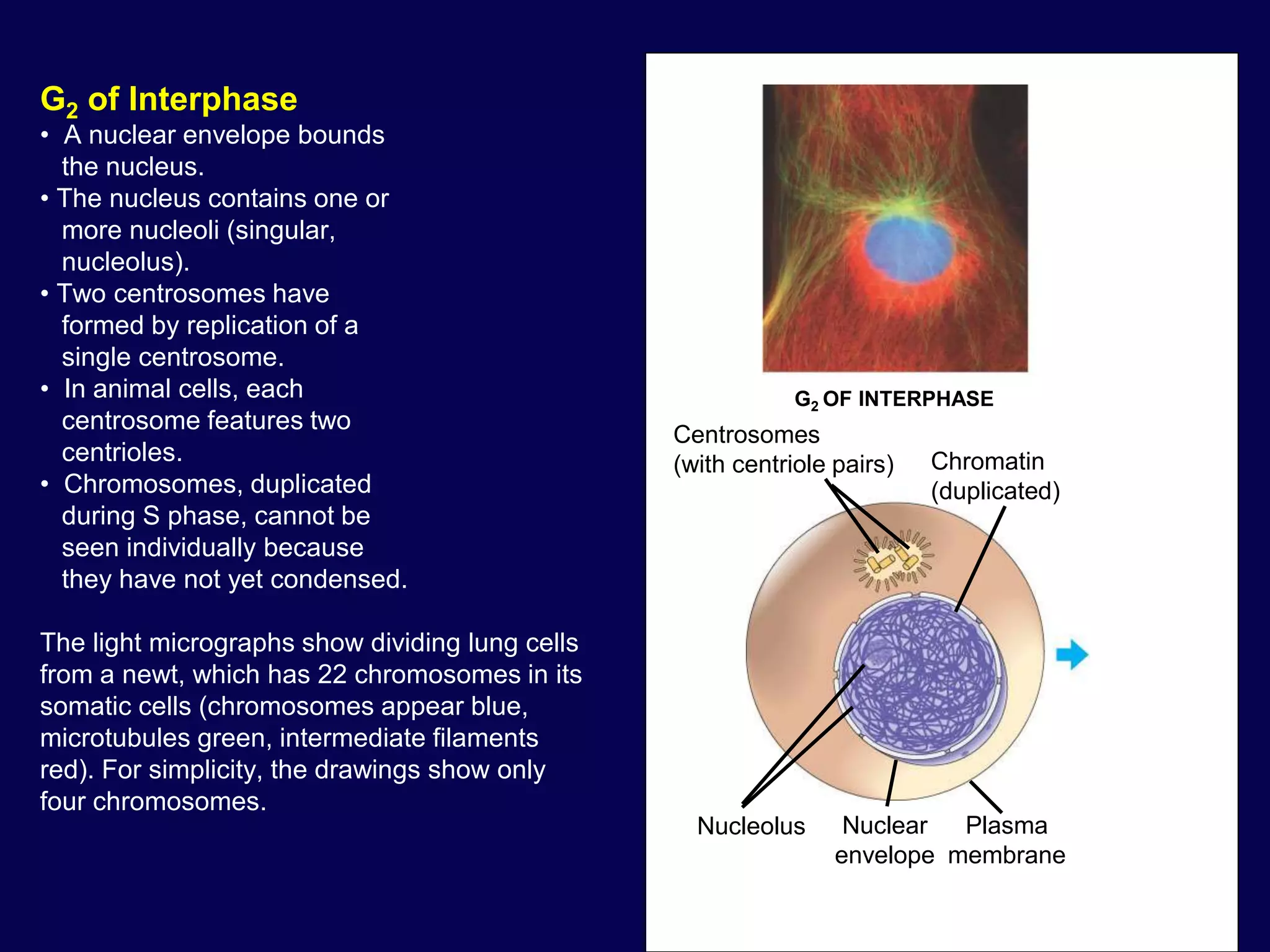 G2 of Interphase
• A nuclear envelope bounds
the nucleus.
• The nucleus contains one or
more nucleoli (singular,
nucleolus).
• Two centrosomes have
formed by replication of a
single centrosome.
• In animal cells, each
centrosome features two
centrioles.
• Chromosomes, duplicated
during S phase, cannot be
seen individually because
they have not yet condensed.
The light micrographs show dividing lung cells
from a newt, which has 22 chromosomes in its
somatic cells (chromosomes appear blue,
microtubules green, intermediate filaments
red). For simplicity, the drawings show only
four chromosomes.
G2 OF INTERPHASE
Centrosomes
(with centriole pairs) Chromatin
(duplicated)
Nucleolus Nuclear
envelope
Plasma
membrane
 