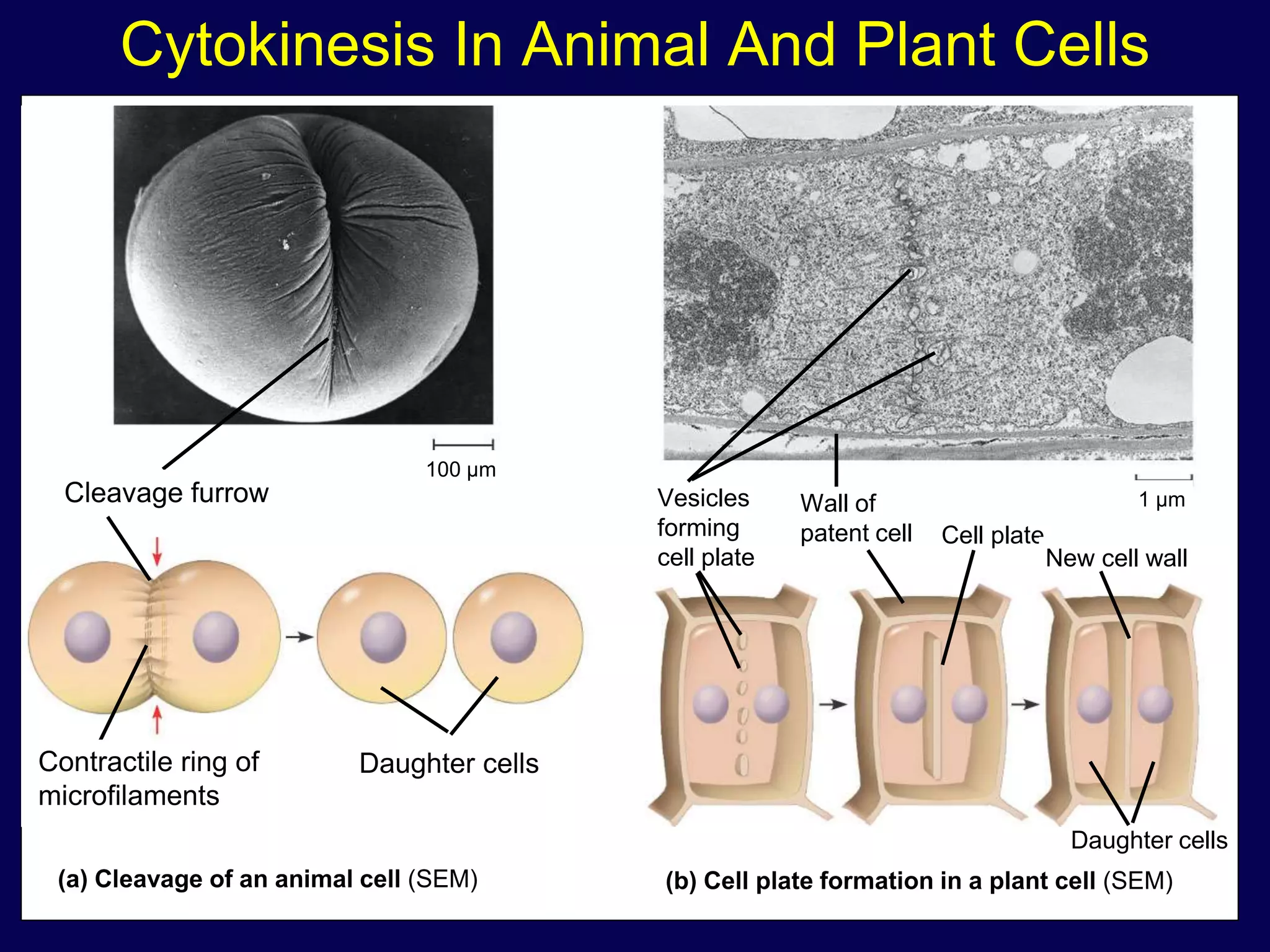 Cytokinesis In Animal And Plant Cells
Daughter cells
Cleavage furrow
Contractile ring of
microfilaments
Daughter cells
100 µm
1 µmVesicles
forming
cell plate
Wall of
patent cell Cell plate
New cell wall
(a) Cleavage of an animal cell (SEM) (b) Cell plate formation in a plant cell (SEM)
 