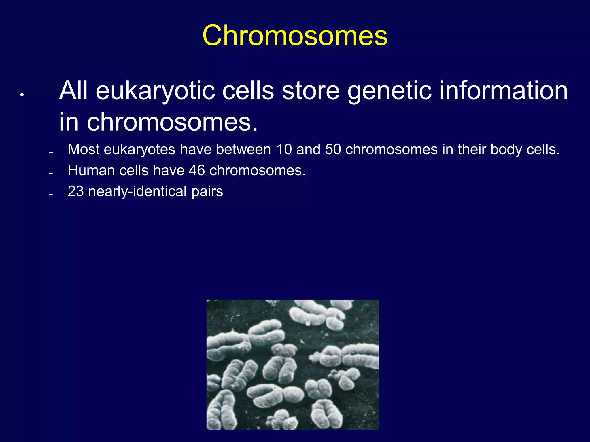 Chromosomes
• All eukaryotic cells store genetic information
in chromosomes.
– Most eukaryotes have between 10 and 50 chromosomes in their body cells.
– Human cells have 46 chromosomes.
– 23 nearly-identical pairs
 