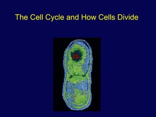 The Cell Cycle and How Cells Divide
 