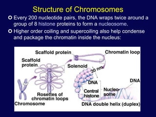 Mitosis ppt | PPTX