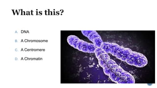 A. DNA
B. A Chromosome
C. A Centromere
D. A Chromatin
 