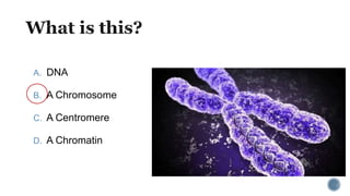 A. DNA
B. A Chromosome
C. A Centromere
D. A Chromatin
 