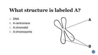 A. DNA
B. A centromere
C. A chromatid
D. A chromosome
 