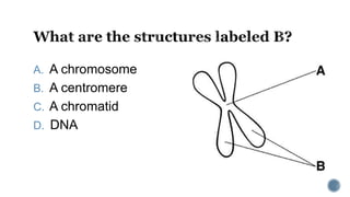 A. A chromosome
B. A centromere
C. A chromatid
D. DNA
 