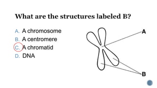 A. A chromosome
B. A centromere
C. A chromatid
D. DNA
 