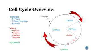  Interphase
 G1 Phase
 S Phase (Synthesis)
 G2 Phase
 Mitosis
 Prophase
 Metaphase
 Anaphase
 Telophase
 Cytokinesis
G1 Phase
S Phase
G2 Phase
Mitosis
Pro
Meta
Ana
Telo
Cytokinesis
Draw this!
 